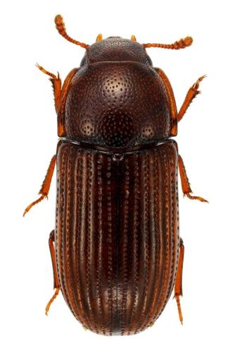 Réf. 314 990 : Clamoris crenata